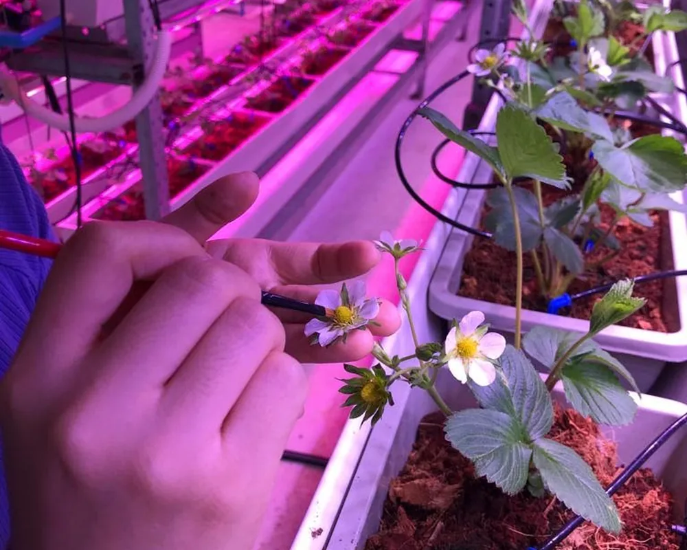 Varmers team inspecting crops inside a vertical farm