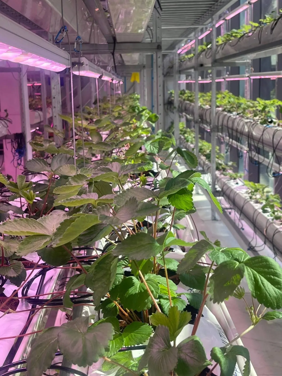Varmers Container 48 with solar panels and an open grow room