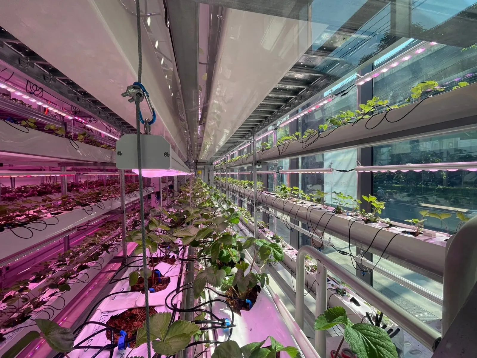 A Supermarket Crop Programme Built Around Weekly Harvests