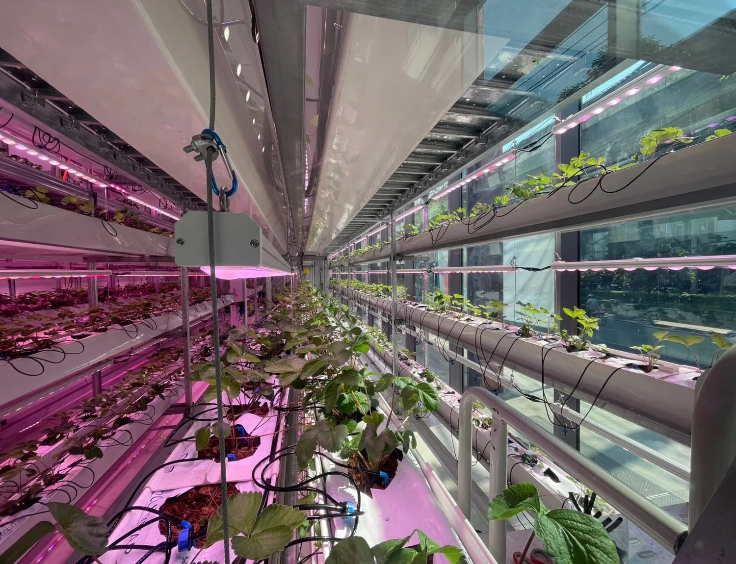 Varmers controlled-environment vertical farm in Bangkok