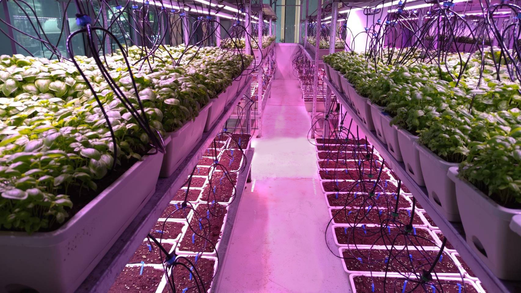 Indoor vertical farm