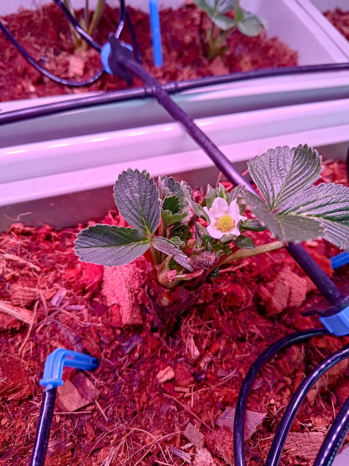 Crops inside a Varmers vertical farm