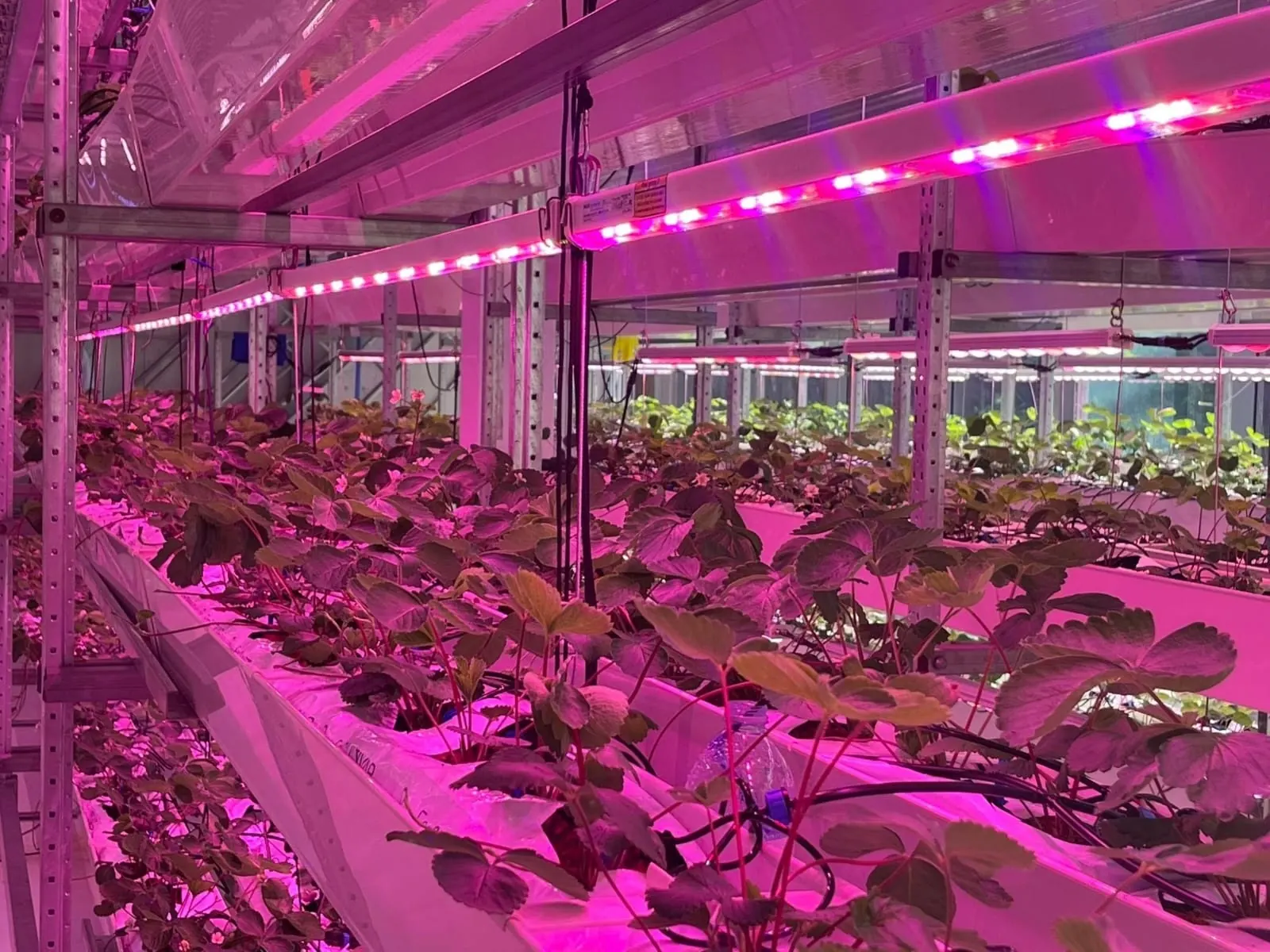 Varmers crops growing under controlled lighting