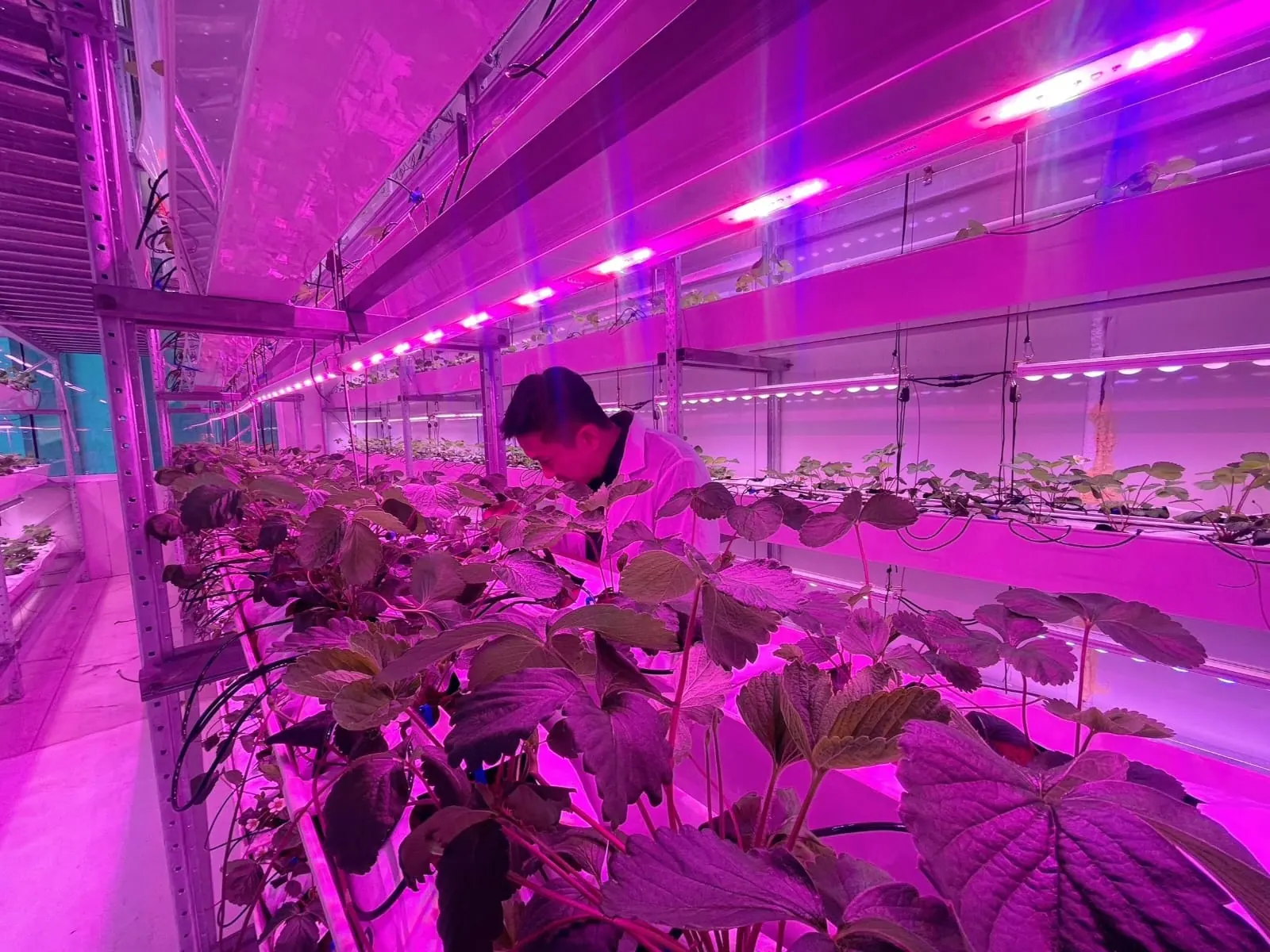 Vertical farm crops growing in a controlled environment