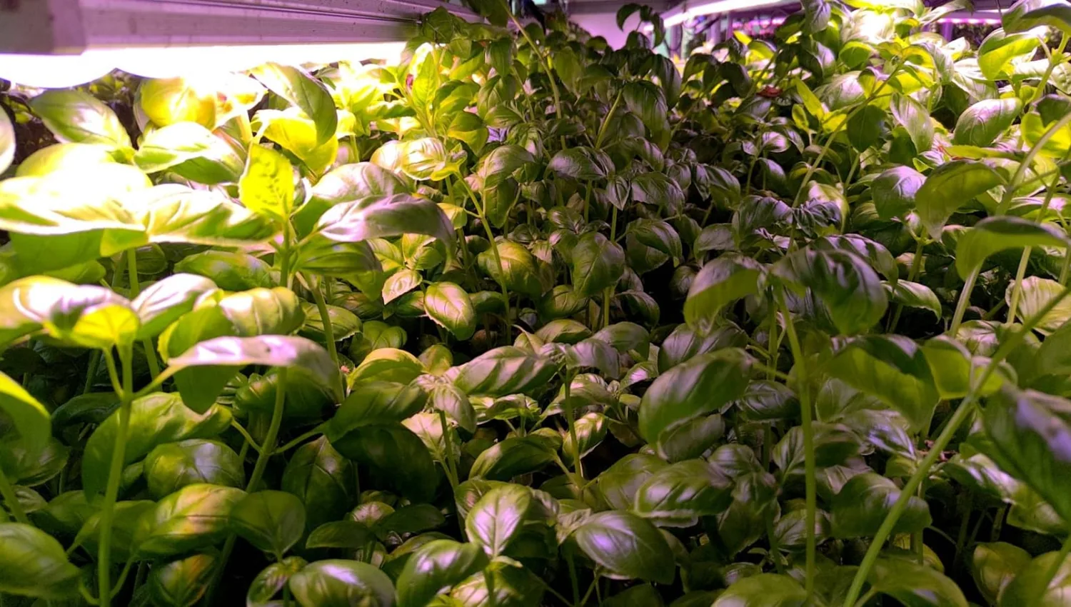 Healthy crops under controlled lighting