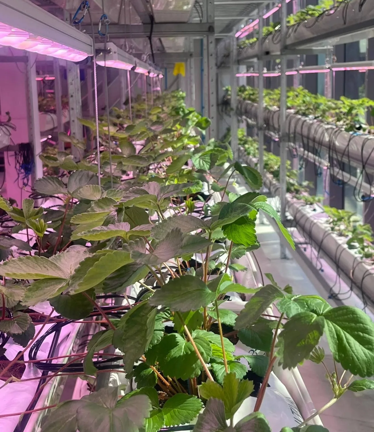 Plants growing in the Varmers indoor farm