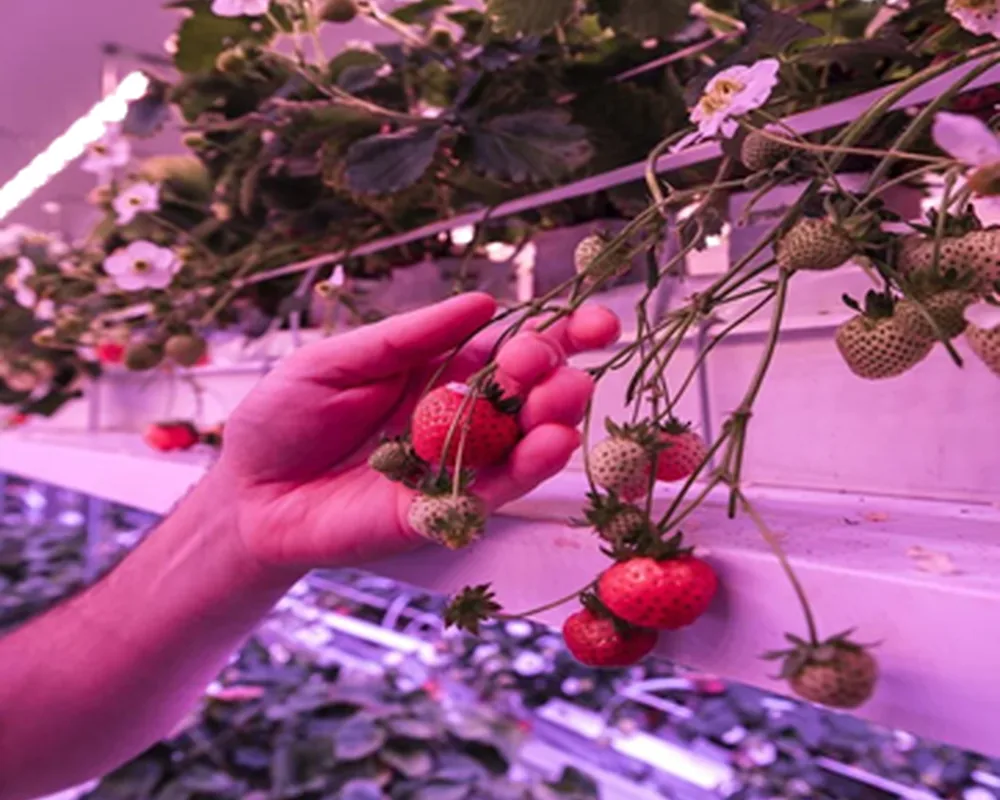 Strawberries growing in an indoor farm
