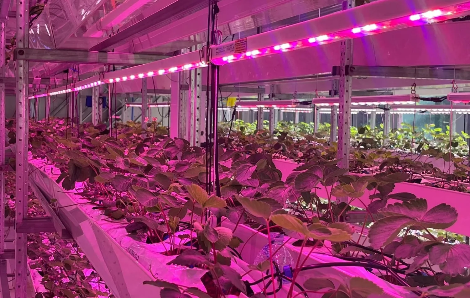 Indoor vertical farm