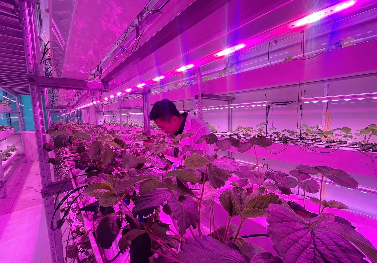 Crop production inside a controlled indoor farm