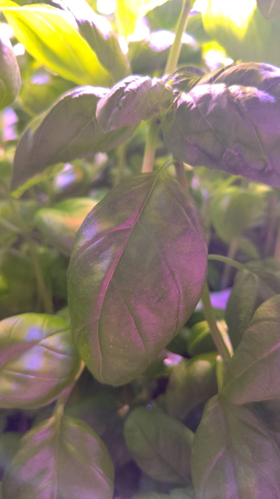 Inside a Varmers vertical farm with LED-lit crop racks
