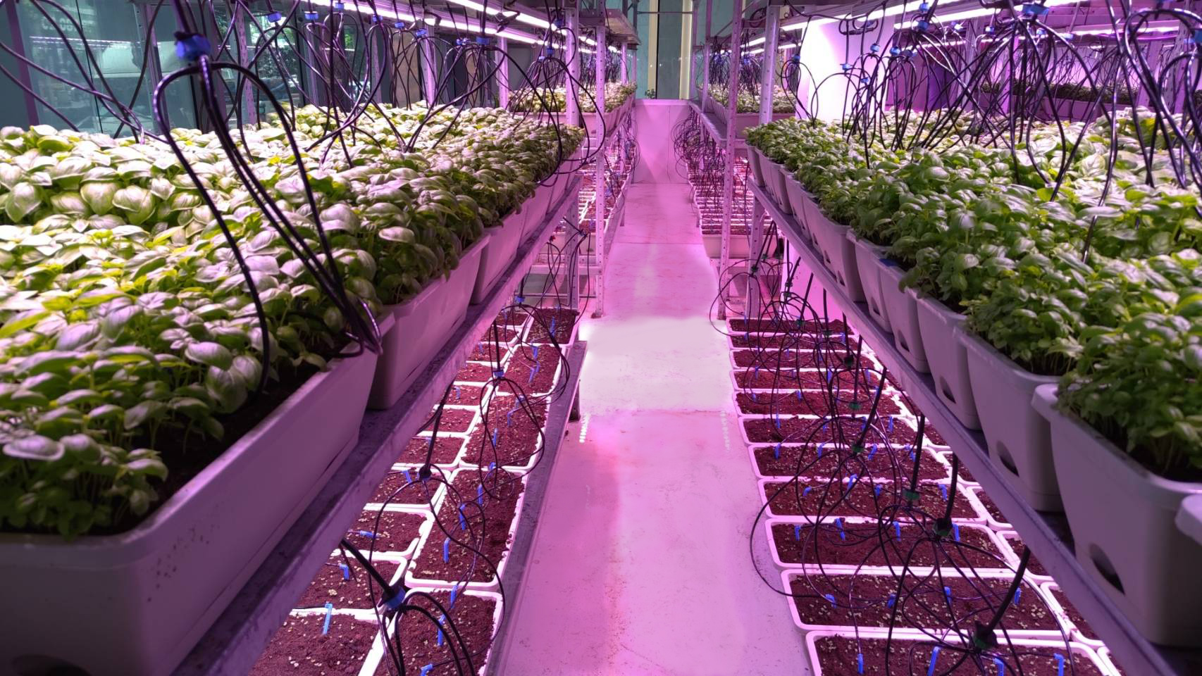 Indoor vertical farm