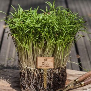 Varmers Dill Microgreens